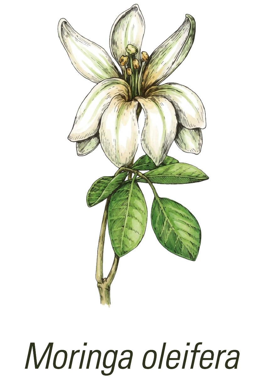 Illustration of a moringa branch with leaves and flowers.