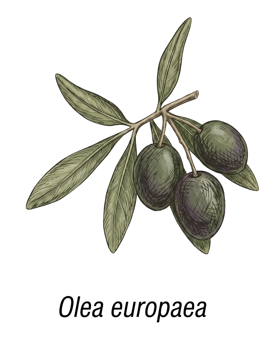 Illustration of an olive branch with leaves, olives, and the name Olea europaea.